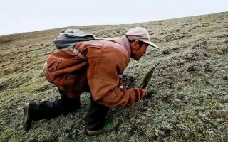 西藏冬蟲夏草最大產(chǎn)地：那曲，自然饋贈(zèng)的珍寶之地