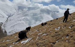 采挖新鮮冬蟲夏草合法嗎？
