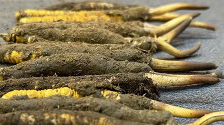 冬蟲(chóng)夏草與新鮮草：一字之差，天壤之別