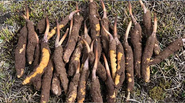 19歲能吃鮮冬蟲夏草嗎？