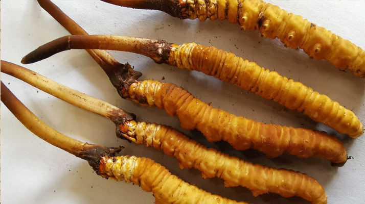 冰鮮<a href=http://m.anyvice.com/jiage/ target=_blank class=infotextkey>冬蟲夏草價(jià)格</a>探秘:價(jià)值與市場因素的深度剖析