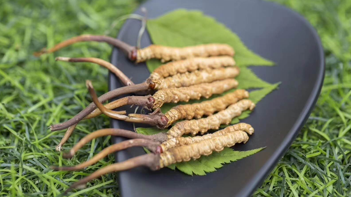 冬蟲(chóng)夏草:當(dāng)“鮮”成為最好的滋補(bǔ)注腳