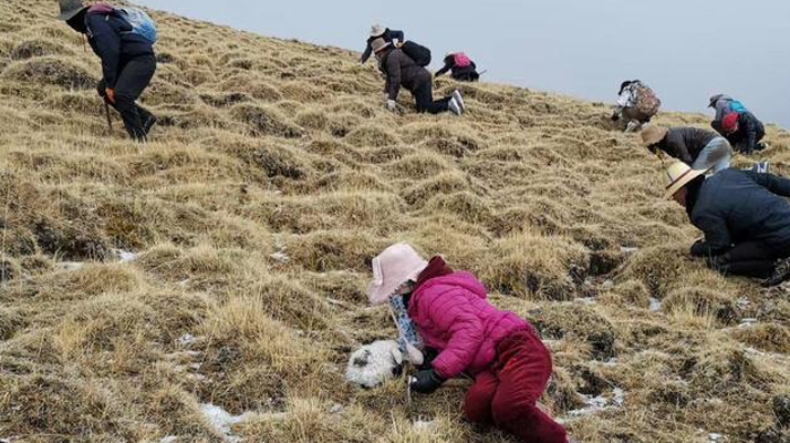 冬蟲(chóng)夏草鮮草:產(chǎn)地與采收月份探秘