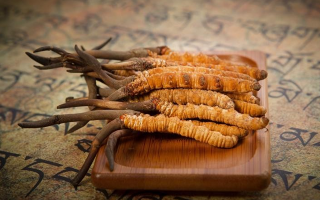 冬蟲夏草新鮮價(jià)格探秘：每克多少錢？