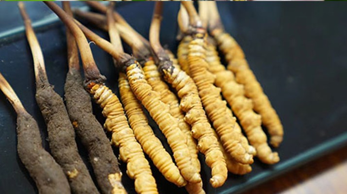 冬蟲夏草鮮草吃多久？科學(xué)食用周期與效果解析