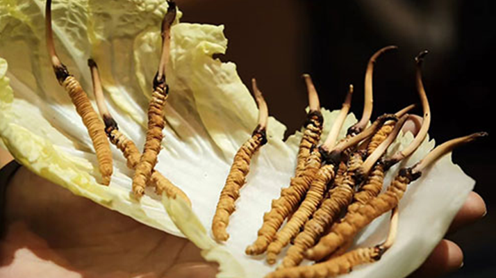 冬蟲夏草：干草與鮮草的終極對比，哪種更適合你？