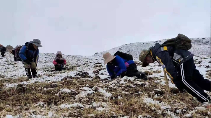 冬蟲(chóng)夏草鮮草采挖：一場(chǎng)與高原的生命對(duì)話