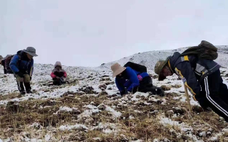 冬蟲(chóng)夏草鮮草采挖：一場(chǎng)與高原的生命對(duì)話