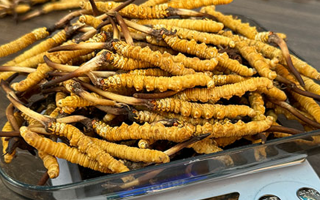 冬蟲夏草鮮草的黃金食用期，你知道嗎？