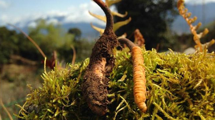 新鮮冬蟲夏草多少錢一斤？深度解析價格背后的奧秘