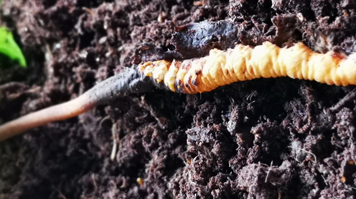 <a href=http://m.anyvice.com/xinxian/ target=_blank class=infotextkey>新<a href=http://m.anyvice.com/xinxian/ target=_blank class=infotextkey>鮮冬蟲(chóng)夏草價(jià)格</a></a>解析