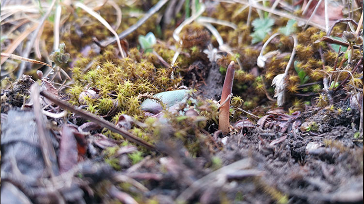 鮮冬蟲夏草辨別全攻略：識破真假，挑選優(yōu)質好蟲草? ? ? ?