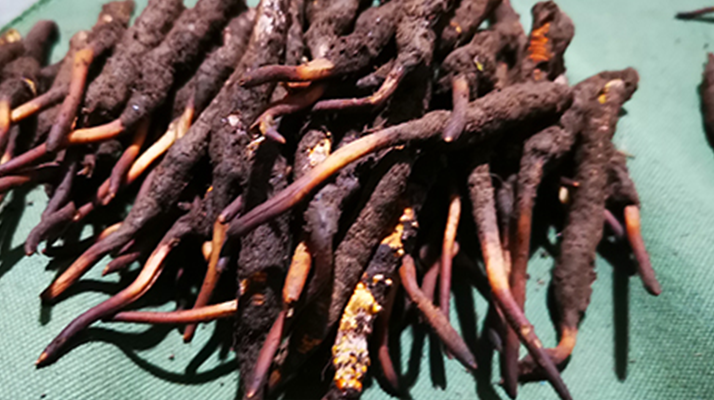 鮮冬蟲夏草可以泡水喝嗎？深度解析其飲用之道