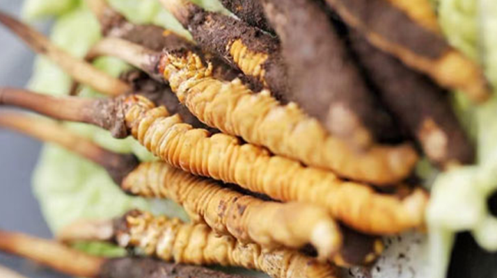 探秘那曲新鮮冬蟲夏草:高原瑰寶的獨特魅力? ? ? ?