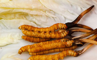 一克鮮草，千金之珍：探秘 1 克新鮮冬蟲夏草