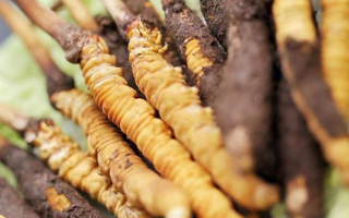 冬蟲夏草：干品與鮮品，誰更勝一籌？