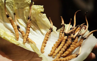 冬蟲夏草：鮮草與干草誰更勝一籌？