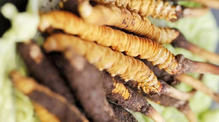 好的鮮<a href=http://m.anyvice.com/jiage/ target=_blank class=infotextkey>冬蟲夏草價(jià)格</a>解析