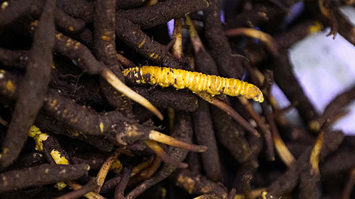 干鮮草<a href=http://m.anyvice.com/jiage/ target=_blank class=infotextkey>冬蟲夏草價格</a>揭秘