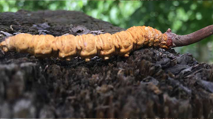 正宗野生<a href=http://m.anyvice.com/jiage/ target=_blank class=infotextkey>蟲草多少錢</a>一斤