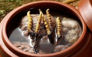 鮮冬蟲夏草吃多會上火嗎？一文解析真相