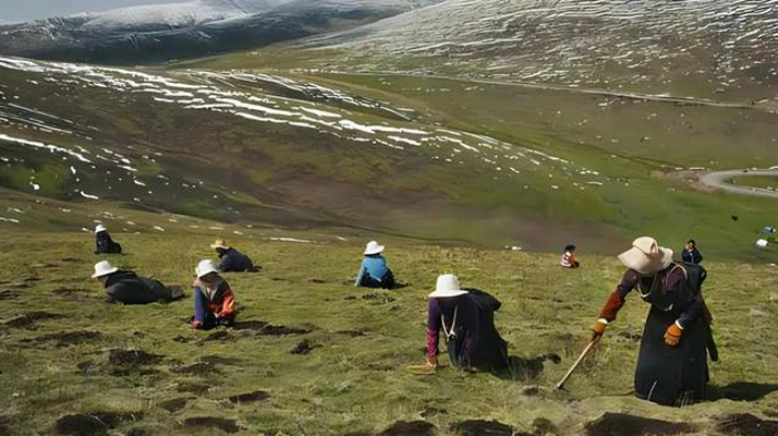 高原尋蟲記:我的冬蟲夏草采摘之旅