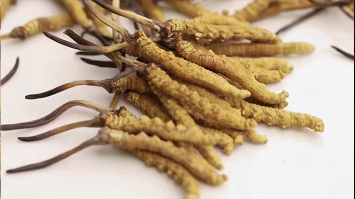 冬蟲(chóng)夏草白盒辨別真假視頻指南：輕松識(shí)破造假陷阱