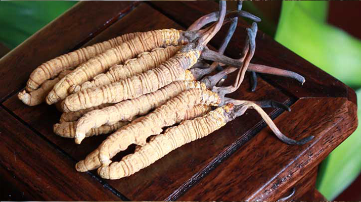 女孩家種冬蟲夏草好嗎？深度剖析種植可行性