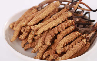 冬蟲夏草適合所有人群嗎？一文揭秘