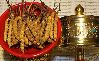 火眼金睛辨蟲草：五步識(shí)破冬蟲夏草真假騙局