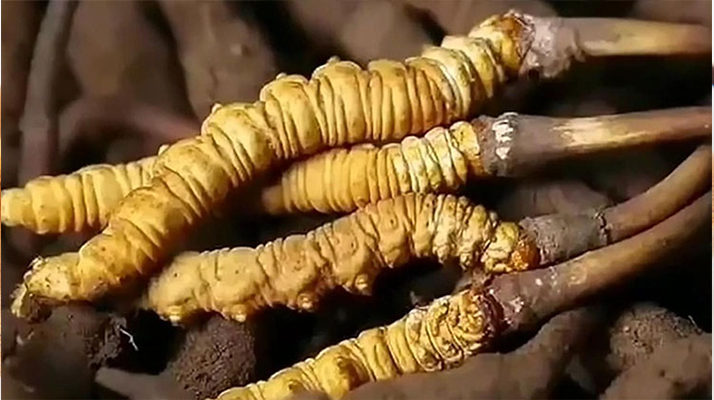 鮮冬蟲夏草怎么吃味道好？解鎖舌尖上的滋補盛宴