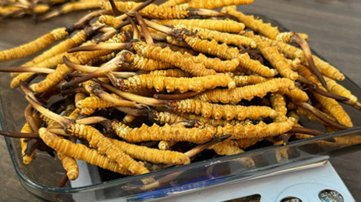 卓嘎新鮮冬蟲夏草:西寧市場的高原瑰寶