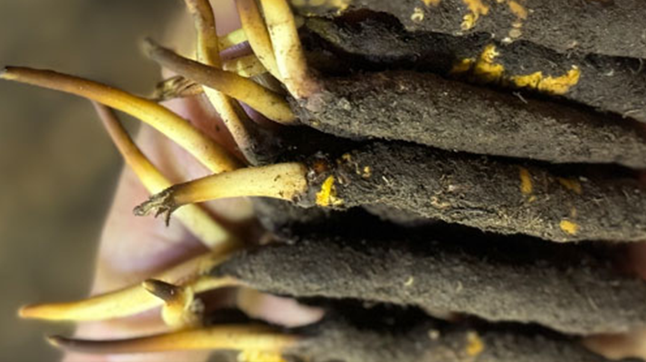 冬蟲夏草泡水喝，一次泡幾根最合適？