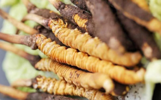 寶寶可以吃新鮮冬蟲夏草嗎？