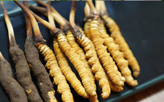 好冬蟲夏草多少錢一斤？價(jià)格全解析