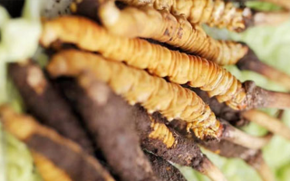 正宗冬蟲夏草多少錢一克？深度價(jià)格解析