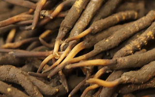 冬蟲(chóng)夏草可以提高男性功能嗎？科學(xué)解析來(lái)了