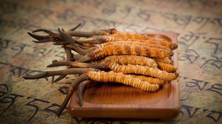 冬蟲夏草鮮草會上火嗎？科學(xué)解讀其食用特性