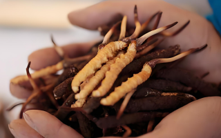 冬蟲夏草鮮草幾月份采挖？產(chǎn)地與時節(jié)的奧秘