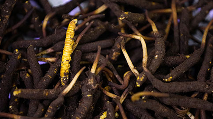 吃新鮮冬蟲夏草會(huì)過敏嗎？一文為你揭秘