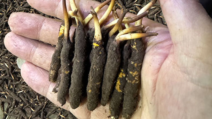 尋草之旅：踏上尋找<a href=http://m.anyvice.com/xinxian/ target=_blank class=infotextkey>新<a href=http://m.anyvice.com/xinxian/ target=_blank class=infotextkey>鮮冬蟲夏草</a></a>的征程