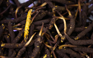 吃新鮮冬蟲夏草會(huì)過敏嗎？一文為你揭秘