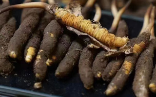 藏地鮮草與冬蟲(chóng)夏草的區(qū)別解析