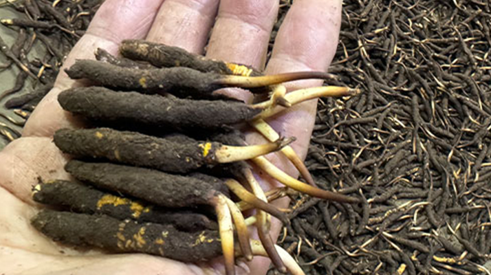 冬蟲夏草燉湯真能提鮮？揭開滋補食材的味覺密碼