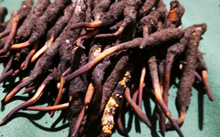 新鮮冬蟲夏草哪里買？全渠道選購指南