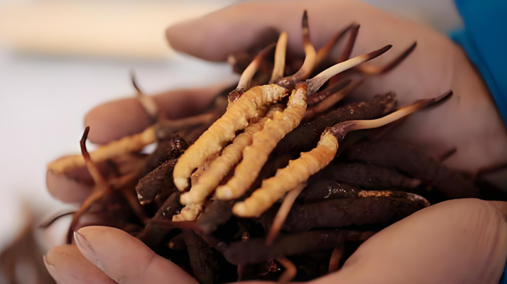 雪域高原上的采挖傳奇：冬蟲(chóng)夏草鮮草的尋覓之路