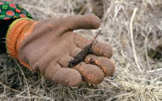 探秘純野生新鮮飽滿冬蟲夏草：自然饋贈的滋補(bǔ)瑰寶