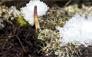 冰鮮的冬蟲夏草還能吃嗎？一文讀懂食用真相? ? ? ?