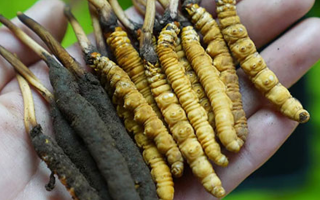 冬蟲夏草鮮草生吃可以嗎？一文了解食用風(fēng)險(xiǎn)與建議