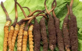 新鮮的冬蟲夏草，更好嗎？